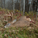 Deer Hunting